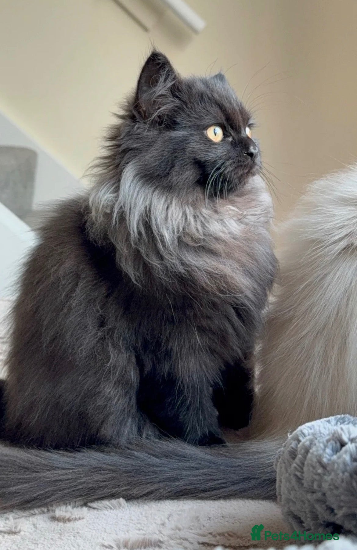 Ragdoll cats for sale: Two beautiful ragdoll brothers  - Advert 2
