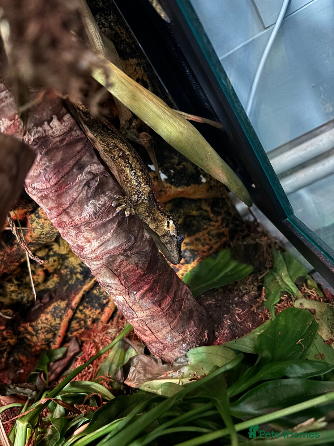 Gecko reptiles for sale: 3 proven breeders gargoyles  - Image 2