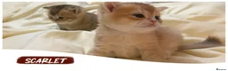 British Shorthair cats for sale: Exceptional British Shorthair Kittens  - Advert 5