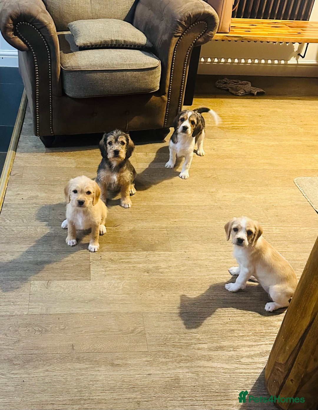 Mixed Breed dogs for sale: Beautiful Beagle X Cavapoo Puppies.  - Advert 2