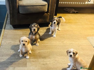 Mixed Breed dogs Beautiful Beagle X Cavapoo Puppies. - Advert 3