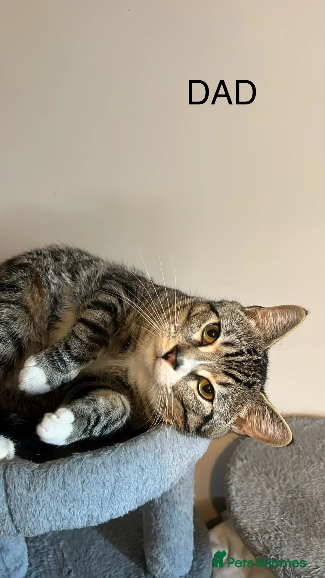 Mixed Breed cats for sale: Mixed Kittens - Advert 5