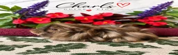 Guinea Pig rodents for sale: LOTS OF BABY Guinea Pigs for sale  - Advert 11