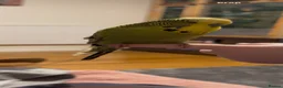 Budgerigars birds for sale: Wilson the budgie ( VERY TAME)  - Advert 5