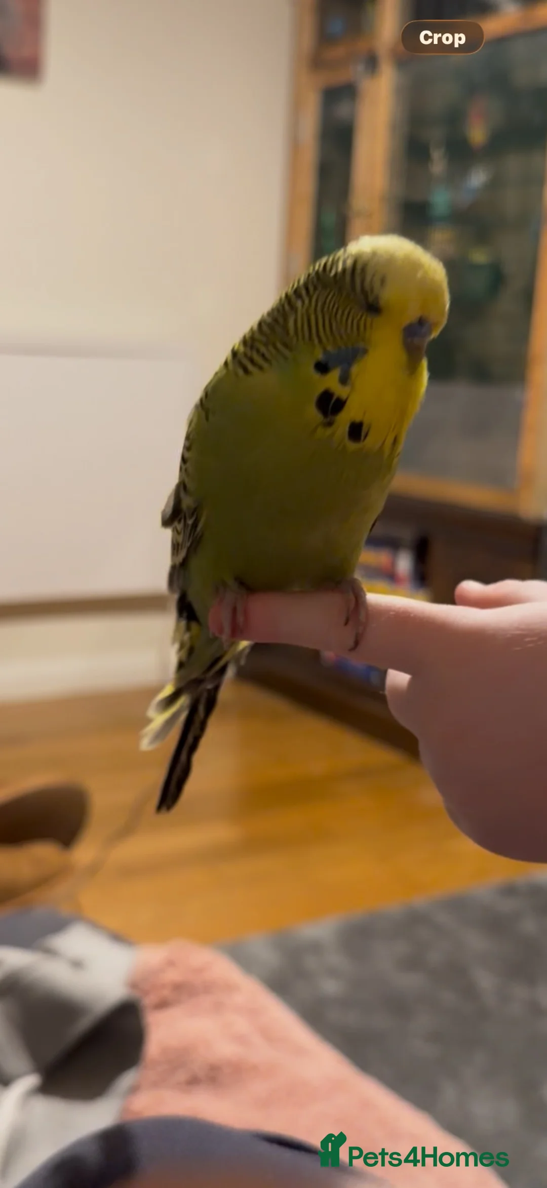 Budgerigars birds for sale: Wilson the budgie ( VERY TAME)  - Advert 5