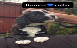 Mixed Breed dogs for sale: Tibetan Terrier x cockerpoo  - Image 3