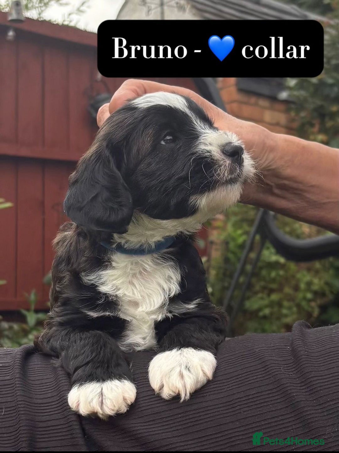 Mixed Breed dogs for sale: Tibetan Terrier x cockerpoo  - Image 3