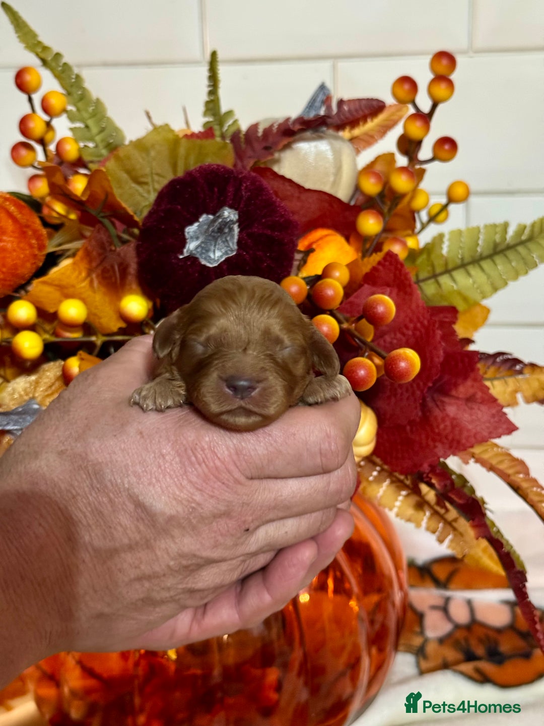 Cavapoo dogs for sale: 4 f1 ruby red Cavapoo babies looking for families  - Image 3