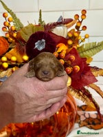 Cavapoo dogs - Advert 1