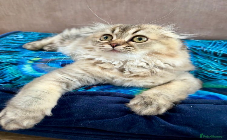 Scottish Fold cats - Advert 5