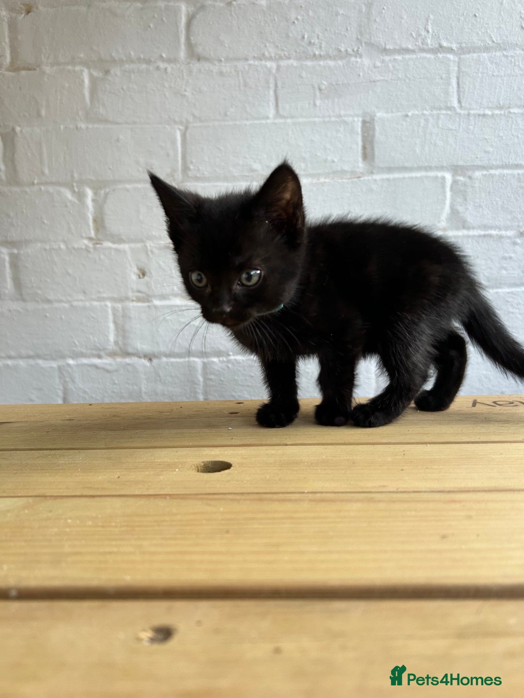 British Longhair cats for sale: Ready to home🤍 3 Black Tabby & 2 Multicoloured - Image 14