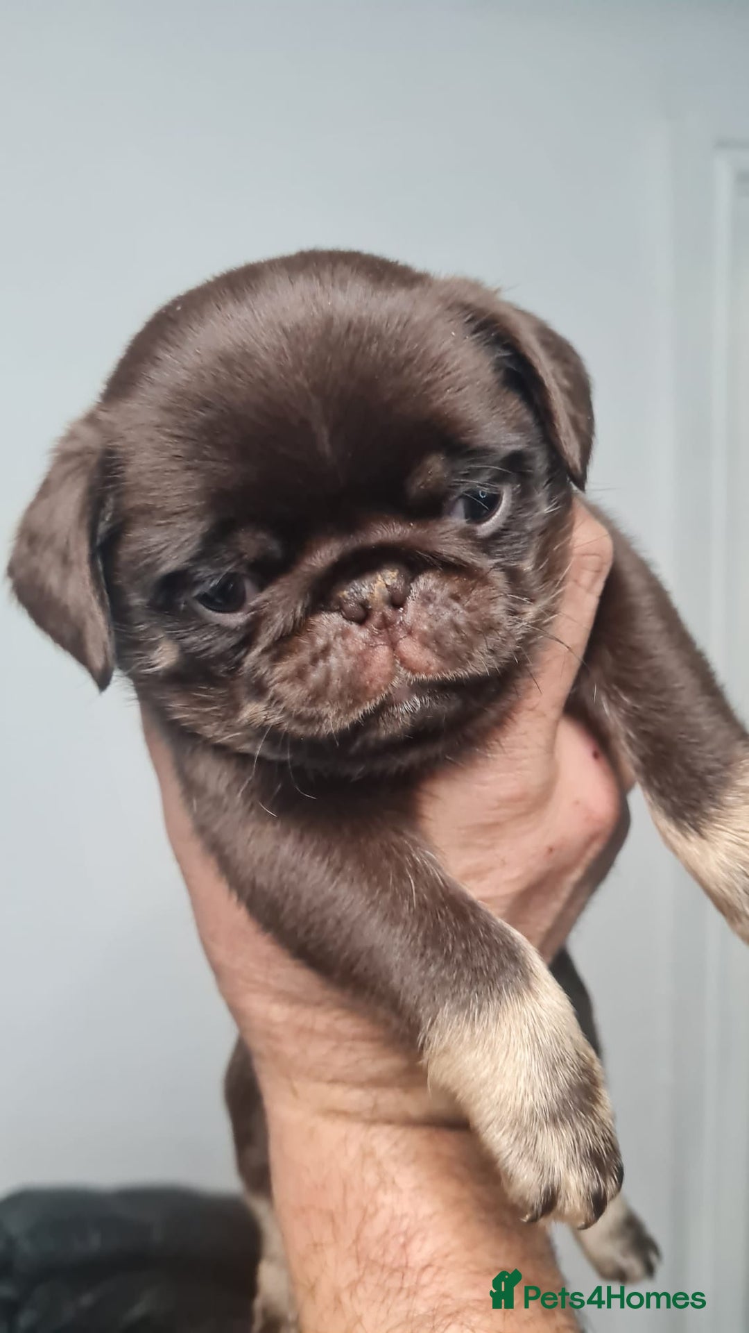 Pug dogs for sale: Pug 1 boy kc  - Advert 25