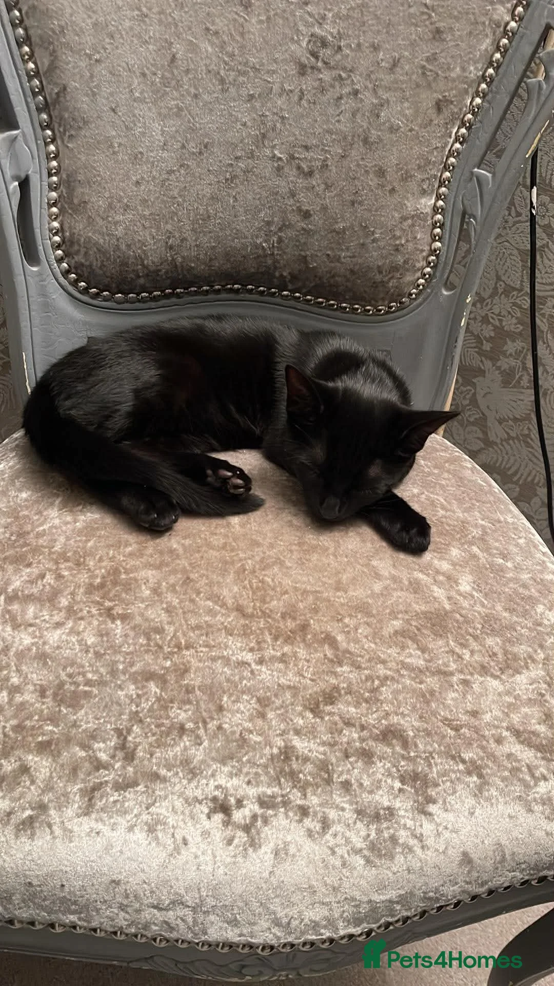 Mixed Breed cats for sale: Beautiful female kitten looking for a loving home  - Advert 2