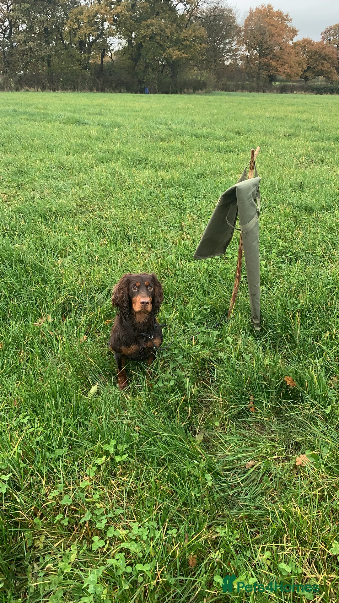 Cocker Spaniel dogs for stud: Proven Stud - Working Cocker Spaniel in Middlewich - Advert 14