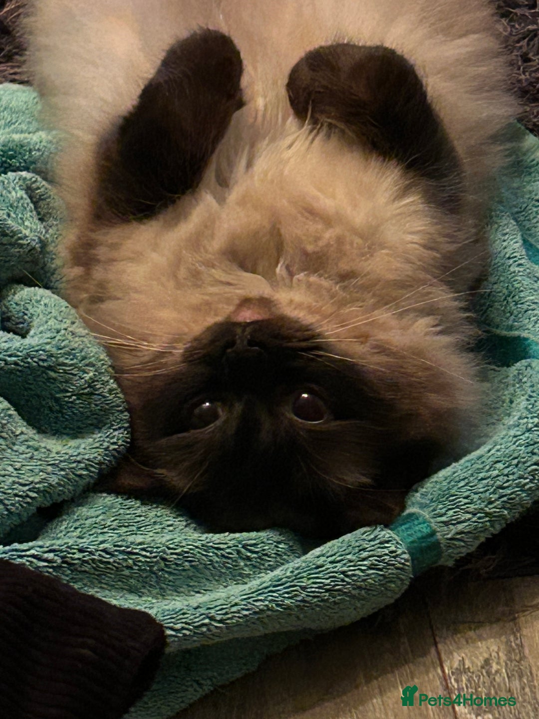 Ragdoll cats for sale: Ragdoll - Advert 4