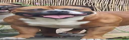 Staffordshire Bull Terrier dogs for stud: Stunning Staffordshire bull terrier  - Advert 2