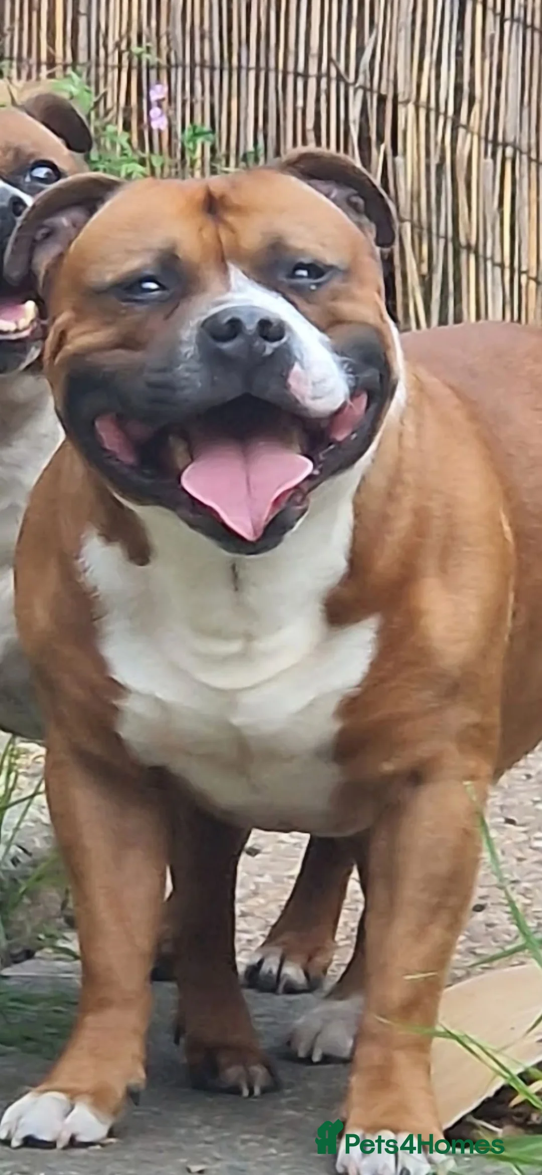 Staffordshire Bull Terrier dogs for stud: Stunning Staffordshire bull terrier  - Advert 2