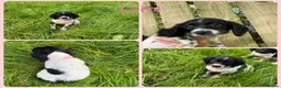 English Springer Spaniel dogs for sale: KC Registered English Springer Spaniel Puppies  - Advert 5