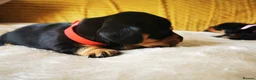 Miniature Dachshund dogs for sale: KC Stunning litter of girls 💗 - Advert 4