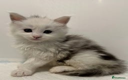 Maine Coon cats for sale: Gorgeous Registered Maine Coon Kittens  - Image 8