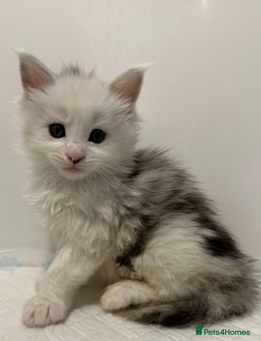 Maine Coon cats for sale: Gorgeous Registered Maine Coon Kittens  - Image 8