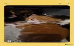 Mixed Breed cats for sale: 5 beautiful kittens, 2 semi long haired.  ❤️ - Image 6