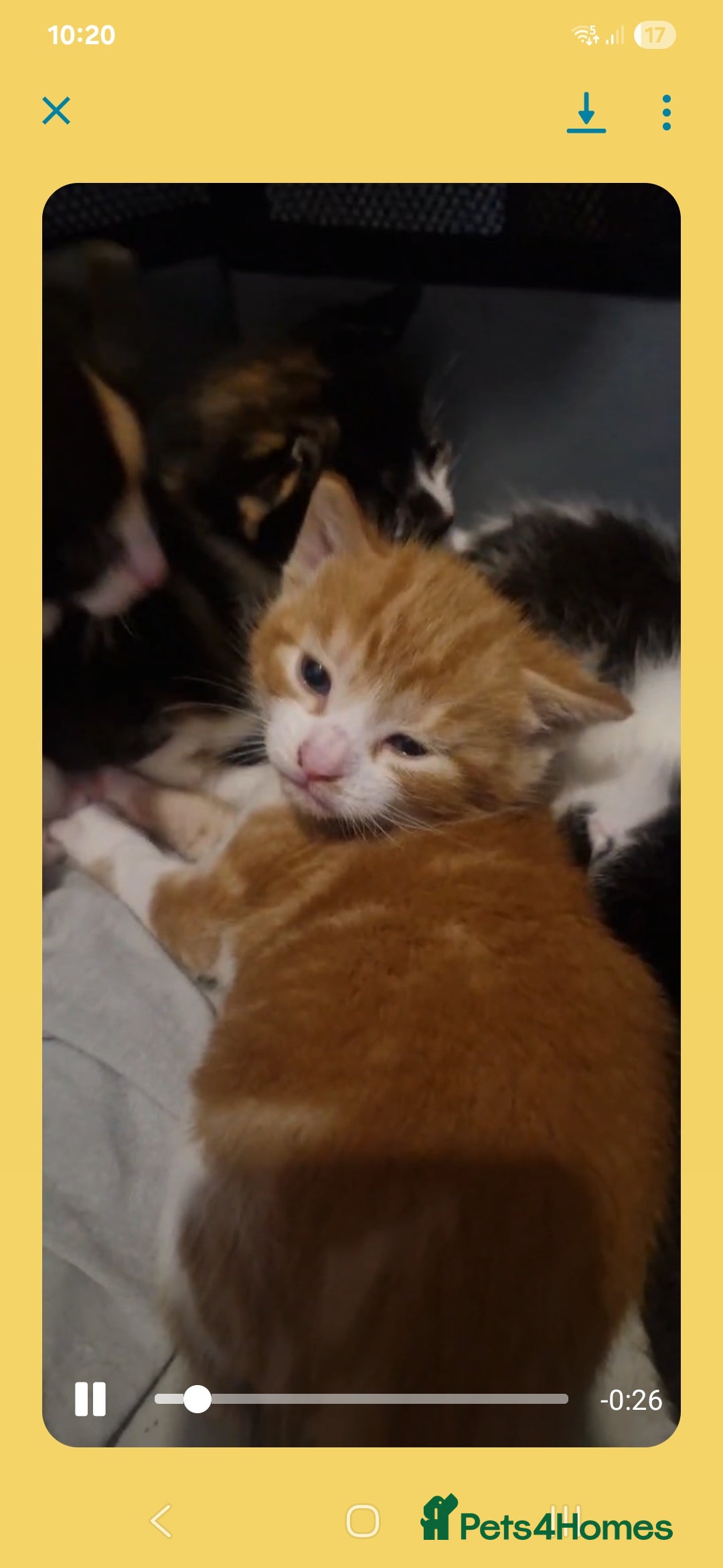 Mixed Breed cats for sale: 5 beautiful kittens, 2 semi long haired.  ❤️ - Image 6