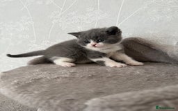 British Shorthair cats for sale: GCCF Bi-colour Blue and white BSH - Image 6