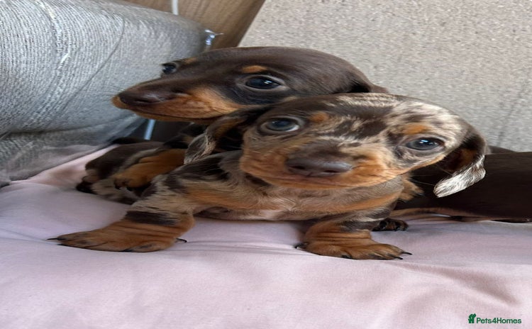 Miniature Dachshund dogs - Advert 3