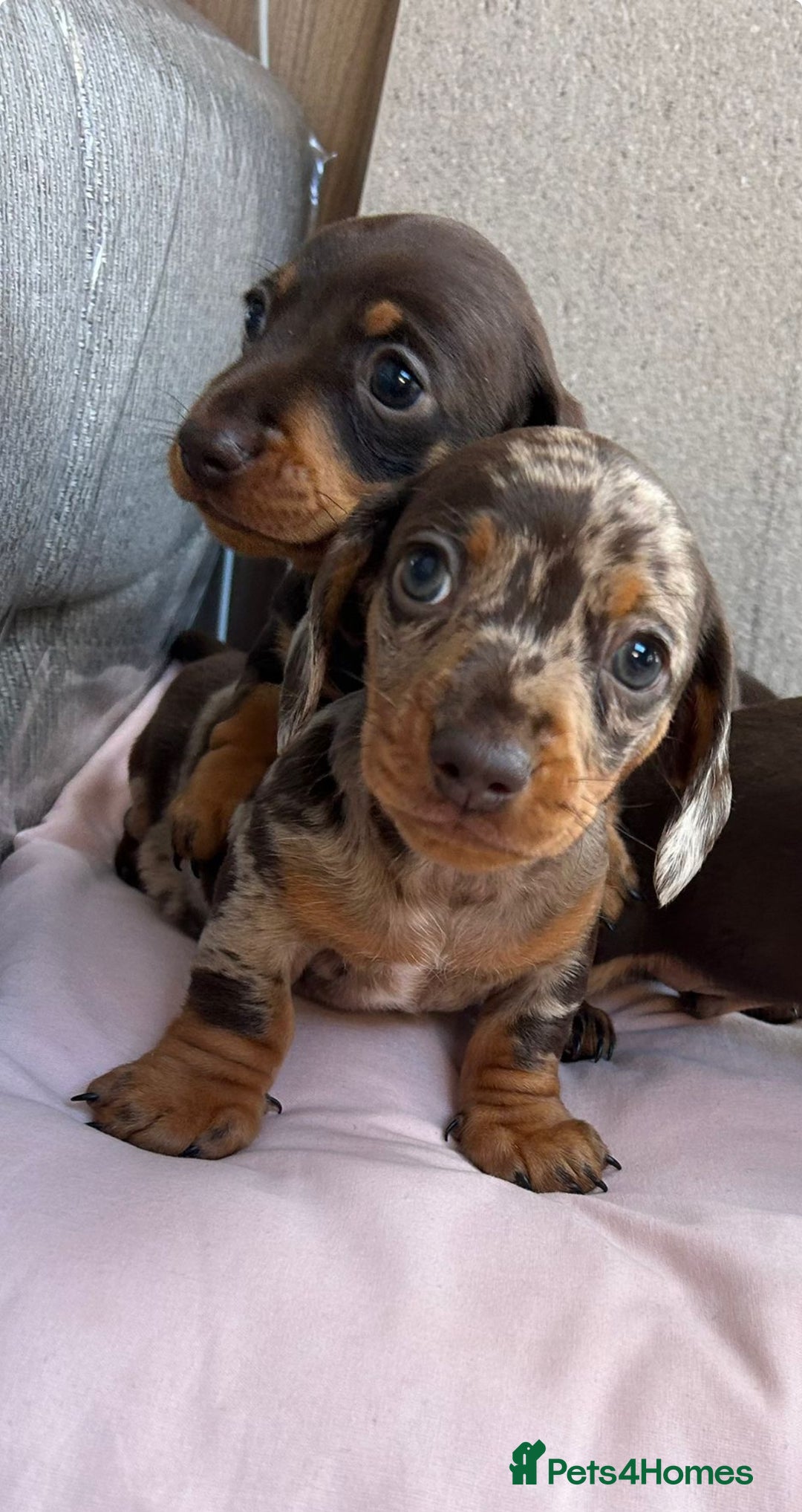 Adoption Weiner Dog Price Wiener Dog Dfw Miniature Dachshund