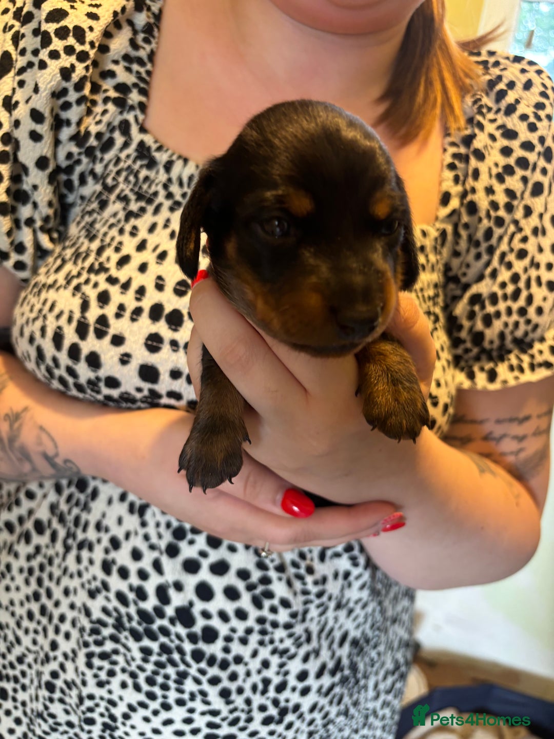 Mixed Breed dogs for sale: Dorkie Puppies  - Image 8