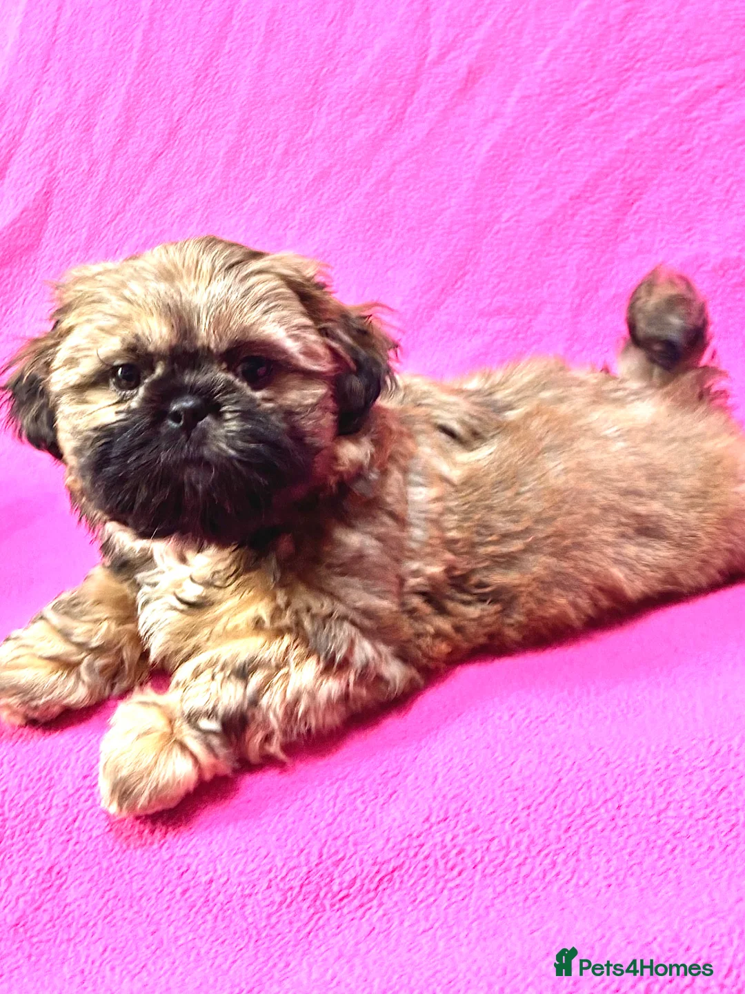 Shih Tzu dogs for sale: Adorable KC Reg boy puppy - Advert 2