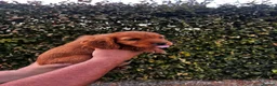 Cocker Spaniel dogs for sale: KC registered cockerspaniel puppies - Advert 15