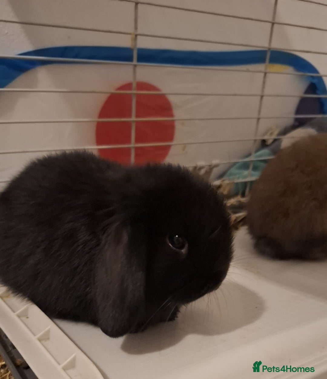 Mini Lop rabbits for sale: Mini Lops - Advert 10