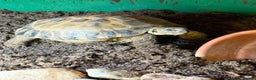 Tortoise reptiles for sale: Horsefield Tortoise for sale - Advert 4