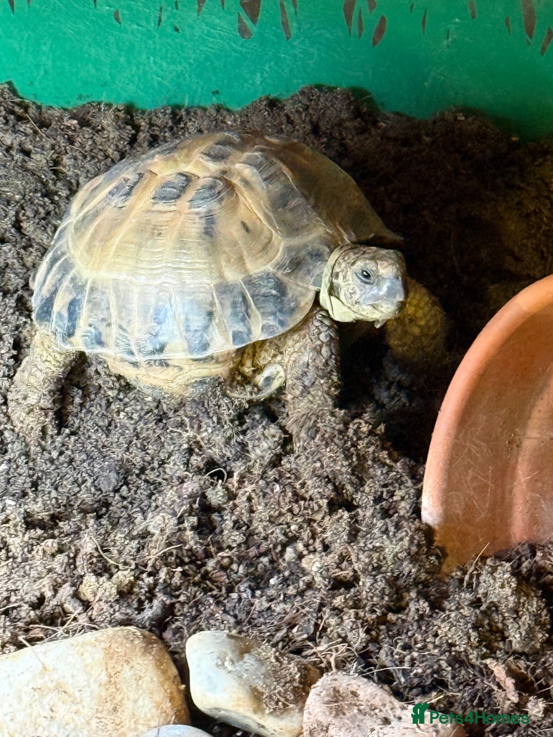 Tortoise reptiles for sale: Horsefield Tortoise for sale - Advert 4
