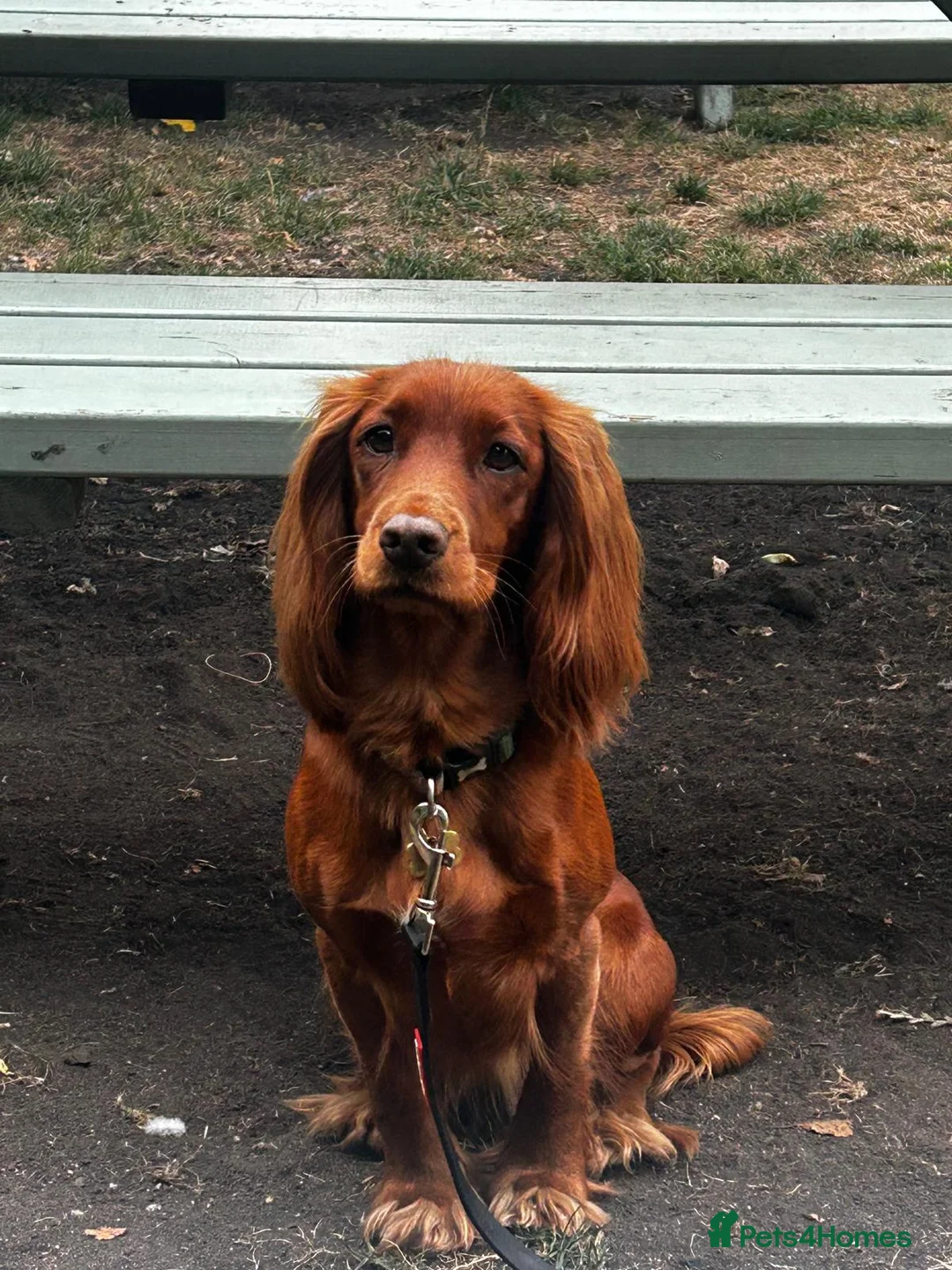 Cocker Spaniel dogs for sale: Red Working Cocker Spaniels - Advert 6