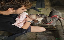 Mixed Breed dogs for sale: Snoop dog - Image 9