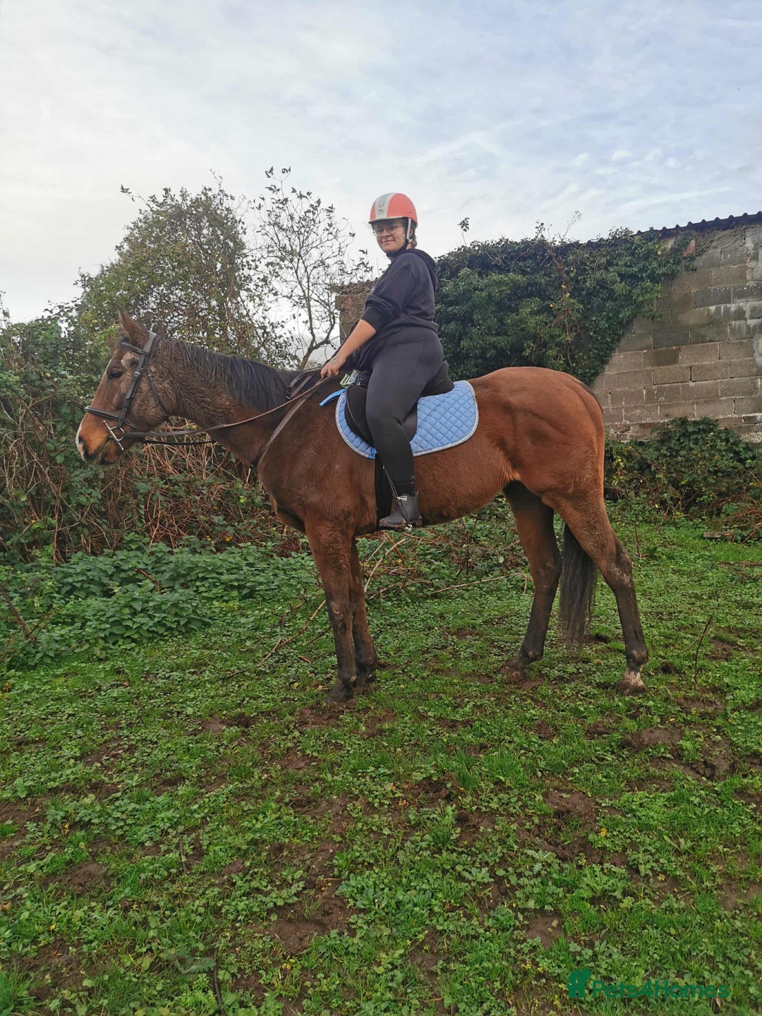 English Thoroughbred horses for sale: For Sale: 16hh 5-year-old Thoroughbred gelding - Advert 2