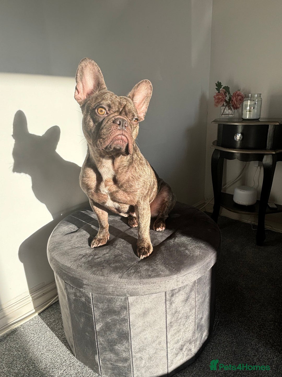Mixed Breed dogs for sale: 🐶 3 Adorable Male Cockerbull Puppies for Sale! 🐾 - Image 4