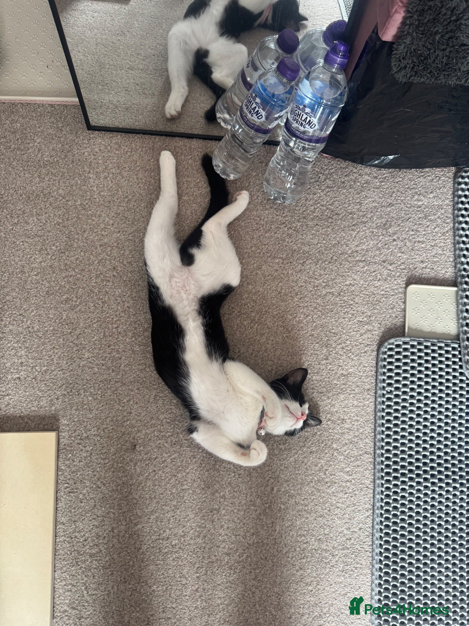 Mixed Breed cats Rehome - Advert 2
