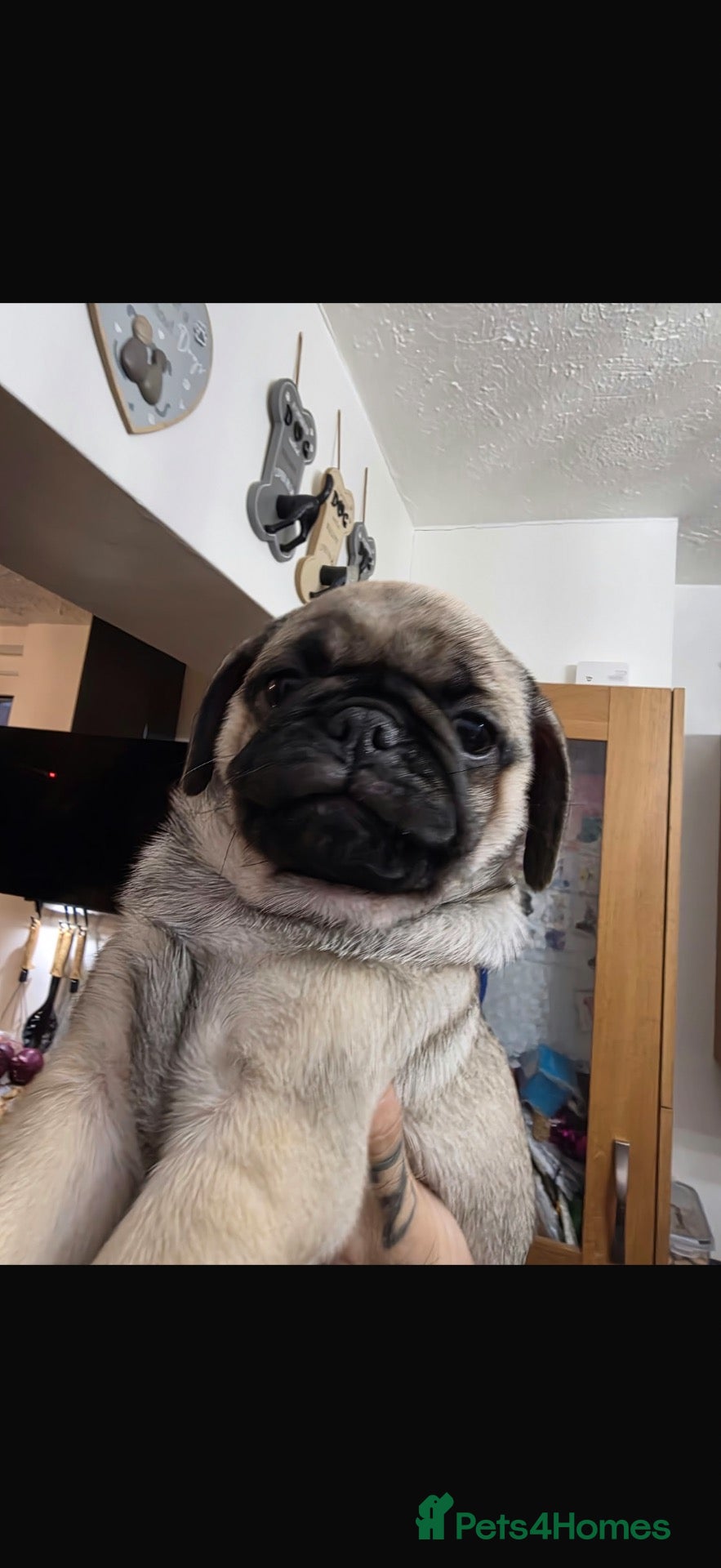 Pug dogs Amazing pug puppy’s  - Advert 19