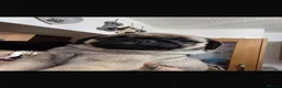 Pug dogs for sale: Amazing pug puppy’s  - Advert 8
