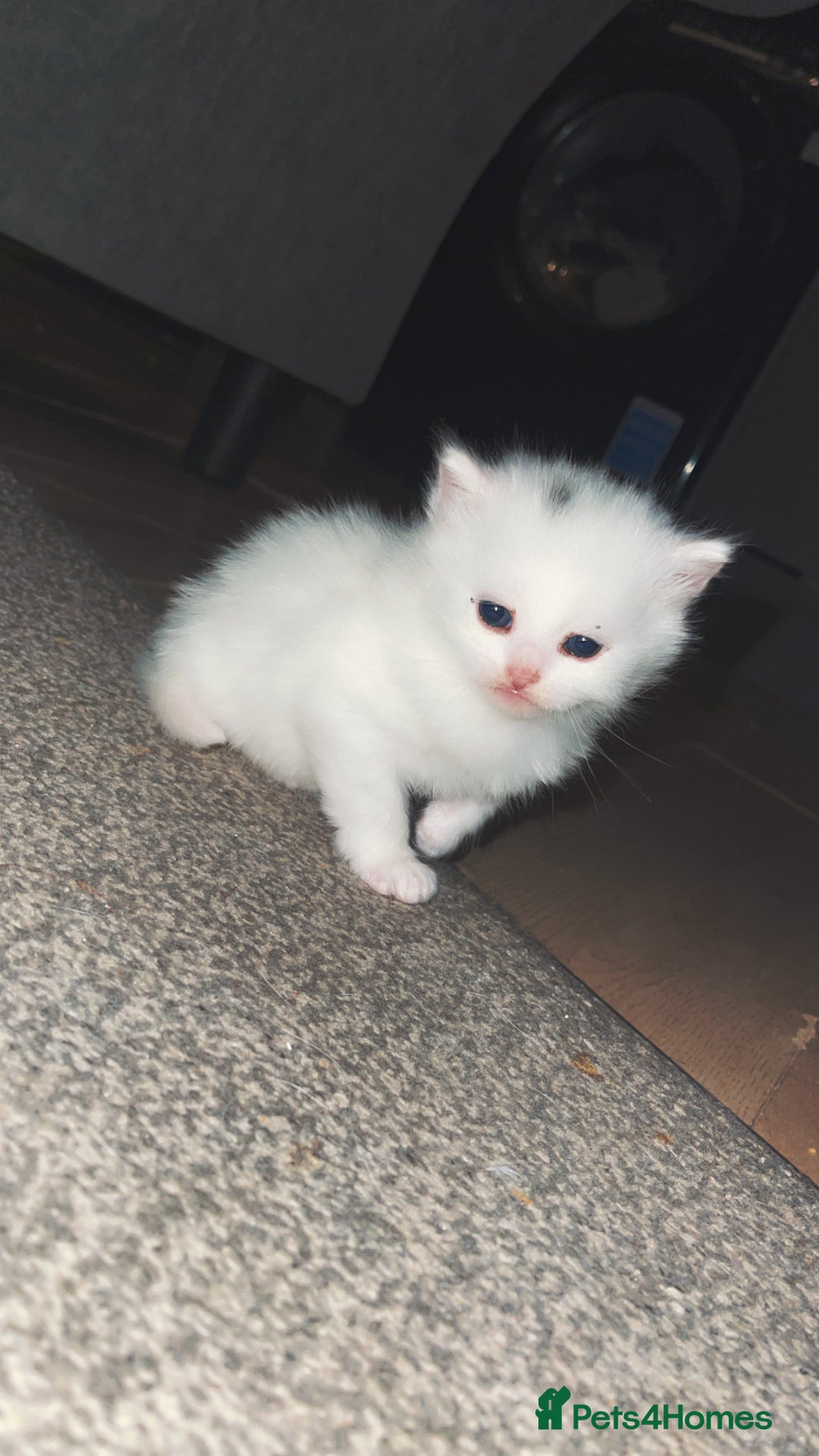Turkish Angora cats for sale: Beautiful Turkish angora kittens.  - Advert 7
