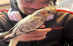 Cockatiels birds for sale: Cockatiels for sale hand tame - Image 9