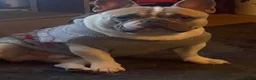 French Bulldog dogs for stud: Herbie our beautiful Pied French Bulldog - Advert 15