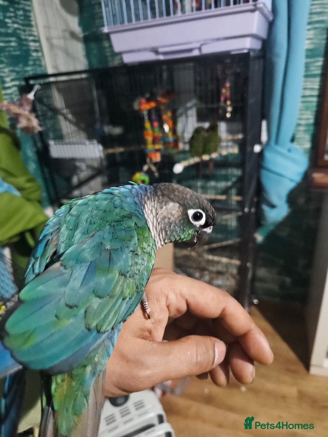 Conures birds for sale: Tame Male & Female Pineapple Conures - Image 10
