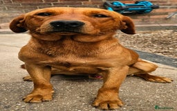 Labrador Retriever dogs for sale: ONLY 1 BEAUTIFUL KC FOX RED GIRL LAB AVAILABLE - Image 33