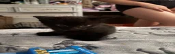 Mixed Breed cats for sale: Tabby and black kittens - Advert 7