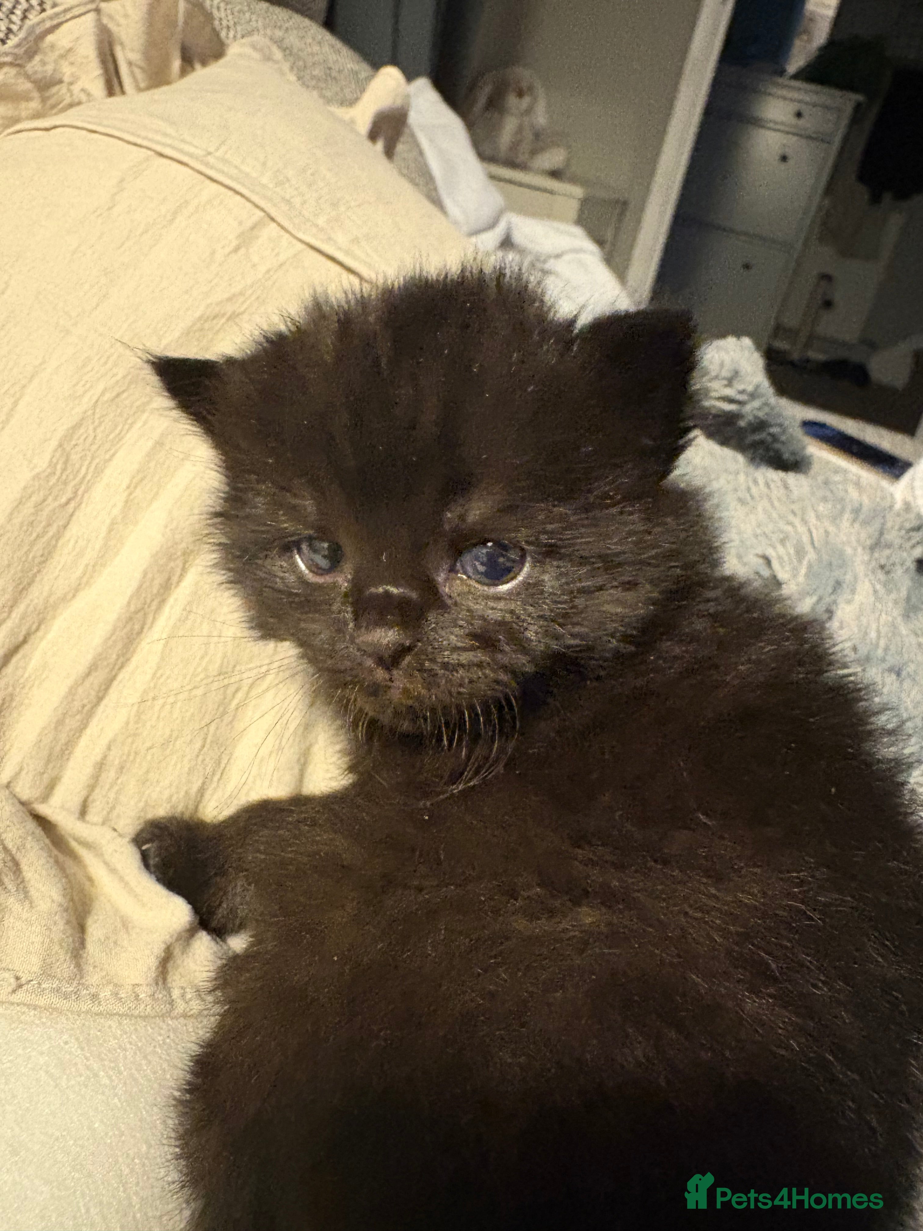 Persian cats for sale: Ash grey Persian kittens - Advert 16